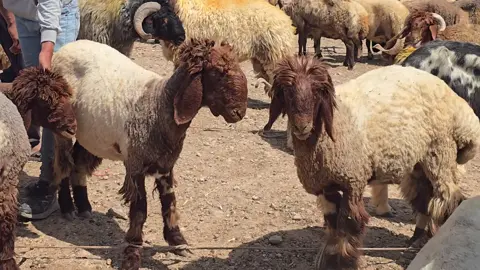 الحروك الاساسيه الاصليه . مراح الاحرجي  سوق واسعار الحلال في سوريا اليوم  اسعار المواشي في سوريا اليوم  اسعار السوق المواشي في سوريا اليوم سوق الاغنام.  . .   #سوريا #تركيا #اغنام #الحرجي  نوادر الجزيره  نوادر الحرجي  نوادر الاغنام #نوادر_الجزيرة #سوق #اسعار      اغنام صنف سوق واسعار الحلال في سوريا اليوم  اسعار المواشي في سوريا اليوم  اسعار السوق المواشي في سوريا اليوم سوق الاغنام.  . .    