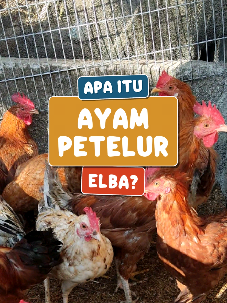 ide kreatif ternak ayam kampung petelur jenis elba, ayam elba adalah ras petelur yang mampu bertelur dengan produktivitas sangat tinggi dan hasil telurnya berwarna putih persis seperti telur ayam kampung #TernakAyamRumahan #AyamPetelur #PeternakMuda #ayamelba 