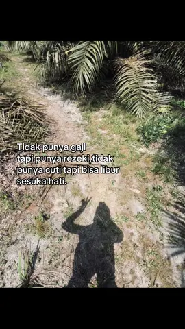 #sawitontiktok #storysawit #petanimuda #petanisawit #kulisawit #fyp 