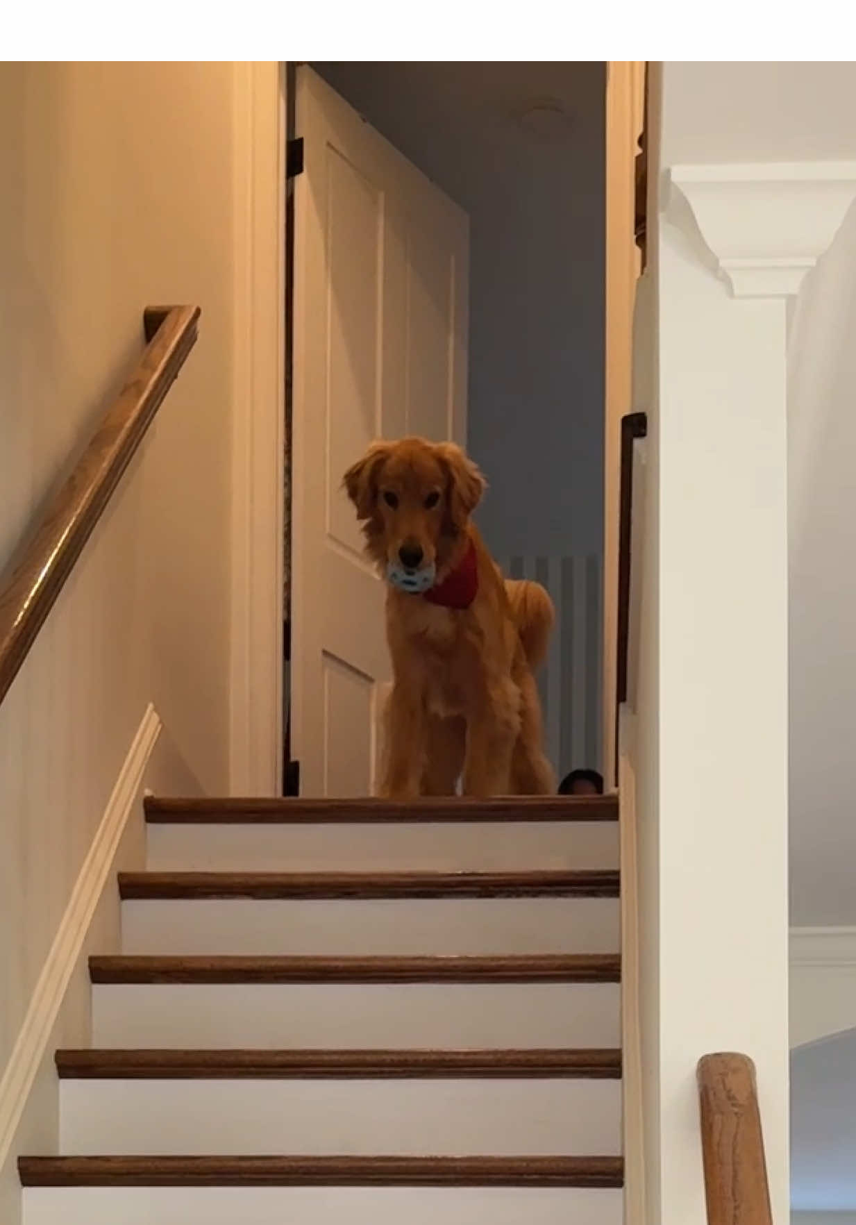 this is why we can’t have anything breakable in the house  #goldenretrieverpuppy #goldenretriever #justgoldenthings #goldenretrievers #bennythegolden  Benny the Golden Retriever 