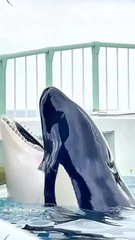 #orcas #treanding #forupage #orcas #trenading #forupage #orcas #trenading #forupage #orcas #trenading #forupage #orcas #trenading #forupage 
