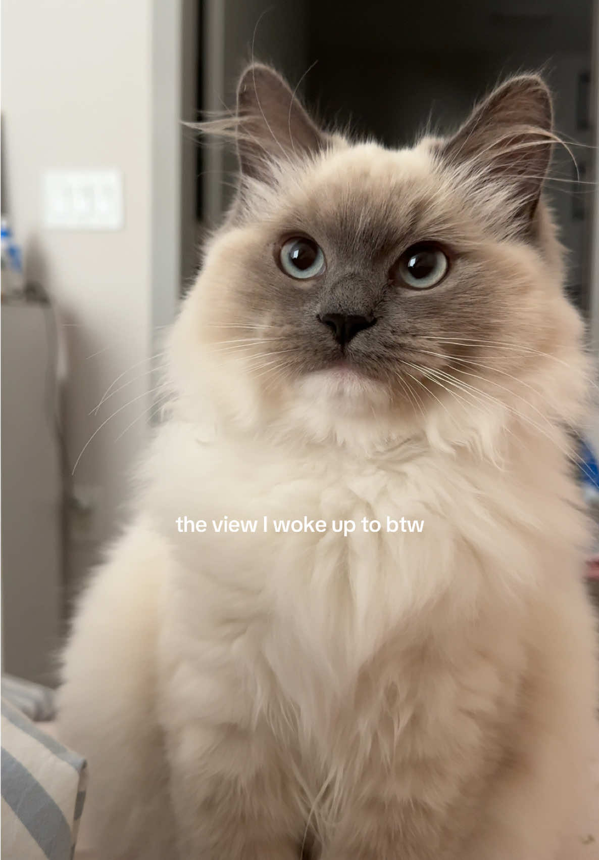 GOOD MORNING😻 #catsoftiktok #beautiful #kitten #ragdoll #cat #goodmorning #cute #PetsOfTikTok #pets #catlover 