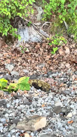 Timber Rattlesnake from the road! #rattlesnake #snake #Hiking #camping #fyp #trending #Outdoors