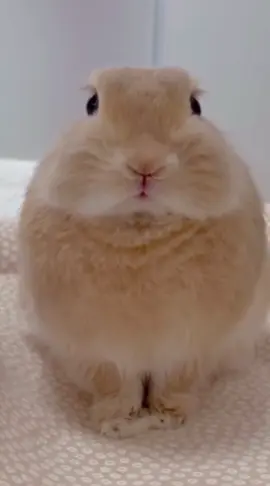 weebo hi guys #hello #im #weebo #ok #funny #meme #funnymeme #see #what #i #did #there #edit #funnyedit #animal #animaledit #capcut #capcutedit #uh #um #rabbit #bunny #bnuy #bnuuy #slungus #itemasylum #animalsoftiktok #rabbitsoftiktok #ok #thatsit #thankyou 