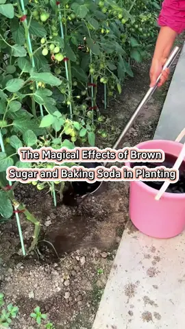 #planting #growth #garden #farming #vegetables #planttiktok #gardeningtips 