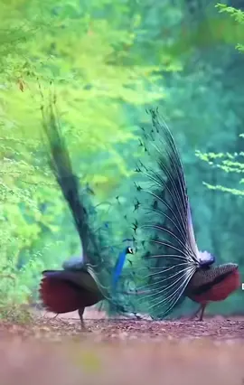 The beauty of the forest #wildlife 
