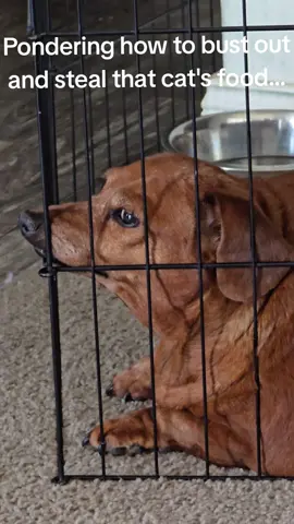 we call it breakfast jail #dachshund #pets #daisythedog #dogsoftiktok #aspca #rehabilitation #daybydaisy 