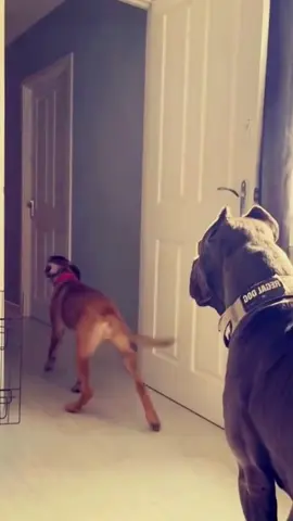 Try not to laugh when you watch 😂😂😂 #funny #dog #animals #funnyvideos #cat #haha #pet #funnypets #PetsOfTikTok #dogsoftiktok 