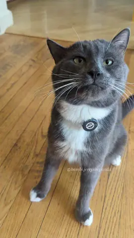 Such a messy treat for Walter!  Walter has CH, Cerebellar Hypoplasia, a neurological condition he was born with that affects his balance and coordination. It’s not painful, and it doesn’t get worse over time! Walter is available for adoption through @Heidi’s Kitty Haven 