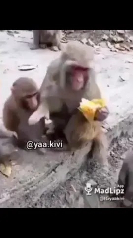 PART 3 BEST OF YAA KIVI  #fyppppppppppppppppppppppp #ghanatiktokers🇬🇭🇬🇭🇬🇭 #funny #comedy #explore #fyp 