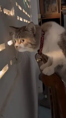 The cat heard incredible words from the pedestrians' argument 🙀 #cat #catsoftiktok #fyp #pet #fypシ #funnycat #funny 
