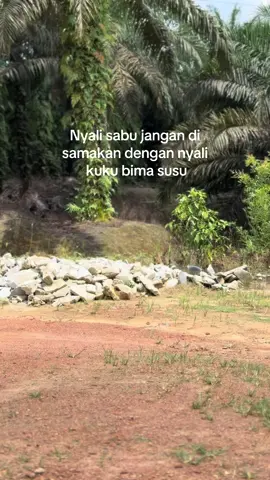 Wopp ya jelas beda lah🤩🤩.        #drivermuda #lewatberanda #truksawit #kalimantanpride 