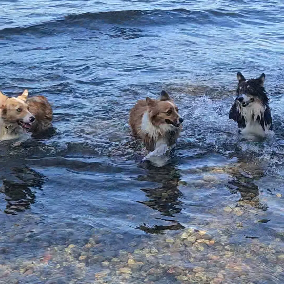 One minute it’s splish splash; the next thing you know, it’s full-speed soggy zoomies straight outta the lake. We don’t walk… we launch. 🚀🐾 #corgisofinstagram #pnwcorgi #seattlecorgi #dogsofseattle #zoomielife #splashanddash #corgirun