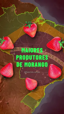 Na moda do morango do amor fui investigar os maiores produtores de morango do Brasil e me surpreendi com o resultado. Você sabia que MG é o maior produtor de morango do Brasil, longe do segundo lugar? Marca seu amigo mineiro e já marca pra tomar um cafezinho, pão de queijo e morango do amor de sobremesa. #morangodoamor  #morango #ranking #Brasil 