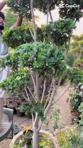 Trimming  #plant  #maintenance #faisalabad 