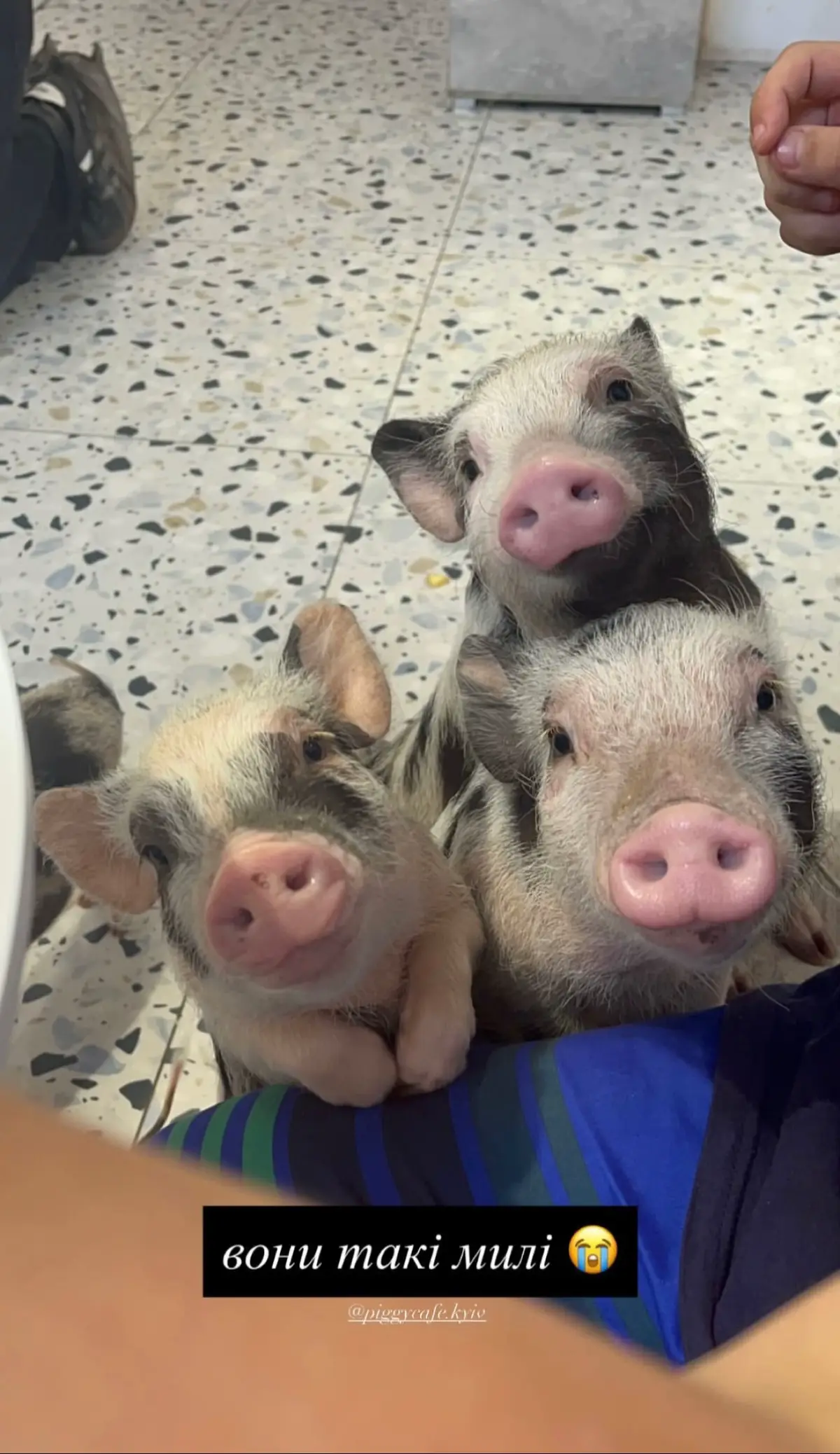 … #минипиг #мініпіг #pigs #pig #piggycafe #minipig #minipigs 