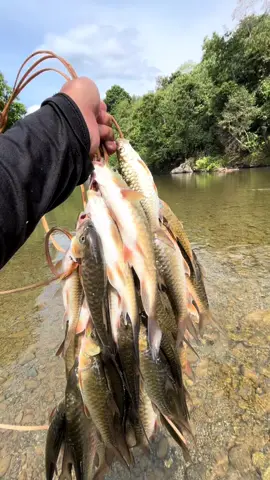 Ikan keureling penguhuni sungai krueng aceh . . . . #masukberandafyp #fypage #viral #aceh #wisataaceh 