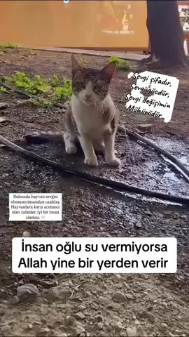 İnsanoğlu sokak hayvanlarına su vermese bile allah bir şekilde bir yerlerden verir.🥹🥲🤲🏾🙏🏾🐾🐈‍⬛