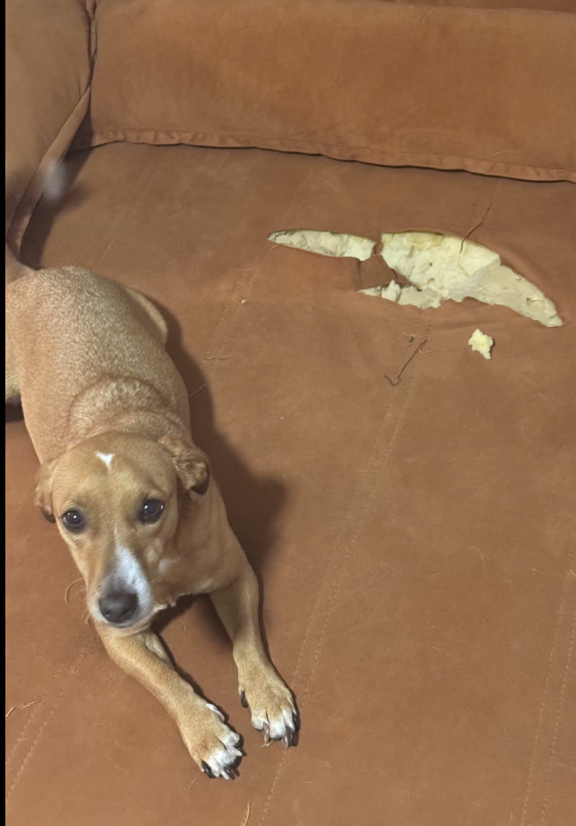 DIA NACIONAL DO VIRA LATA 🐕  E eu com 2 em casa tenho muuuito o que comemorar né? 🤣🤣