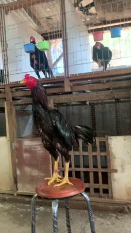 Ingat pesan de bang Toni