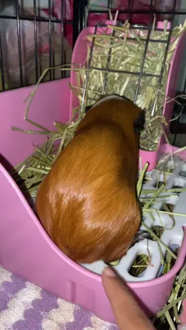 หนูเด้งง556666     #gunieapig #แกสบี้ #cavy #fyppppppppppppppppppppppp 