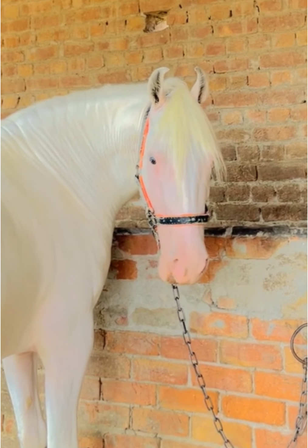#foryoupage #foryou #animal #horse #🥀🐎🐎💕