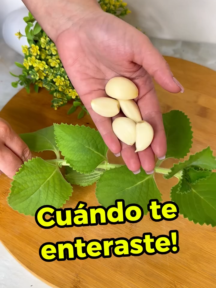 El ajo con oregano te cambiará la vida. . . . . #remedioscaseros #remediosnaturales #dolorderodilla #inflamacion #rodilla #estreñimientocronico #estreñimientoadios #azucarenlasangre #limon #aceitedeoliva #flordejamaica #aceitedecocoorganico #manzanaverde #dr #curcuma #anemia #cabellosaludable #ajo #oregano
