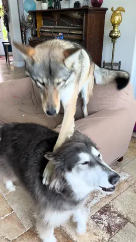 If I stand on him maybe my howls will be louder #😂 #😂😂😂 #🐺 #❤️‍ 
