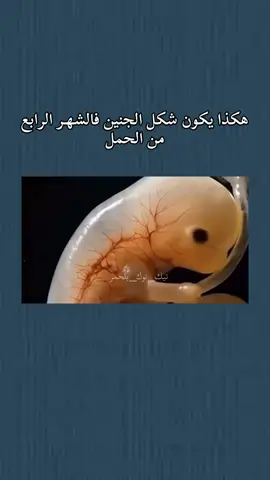يالها من رحلة تبدأ من ظهر الأب الى بطن الأم🌱ومن بطن الأم إلى ظهر الأرض ومن ظهر الأرض إلى بطن الارض🌱ومن بطن الأرض إلى يوم العرض🌱وفي النهاية تحط الرحال🌱إما إلى جنة🌱وإما إلى نار💥الله المستعان#سبحان_الله_وبحمده_سبحان_الله_العظيم #تيك_توك #ترند #لايك 
