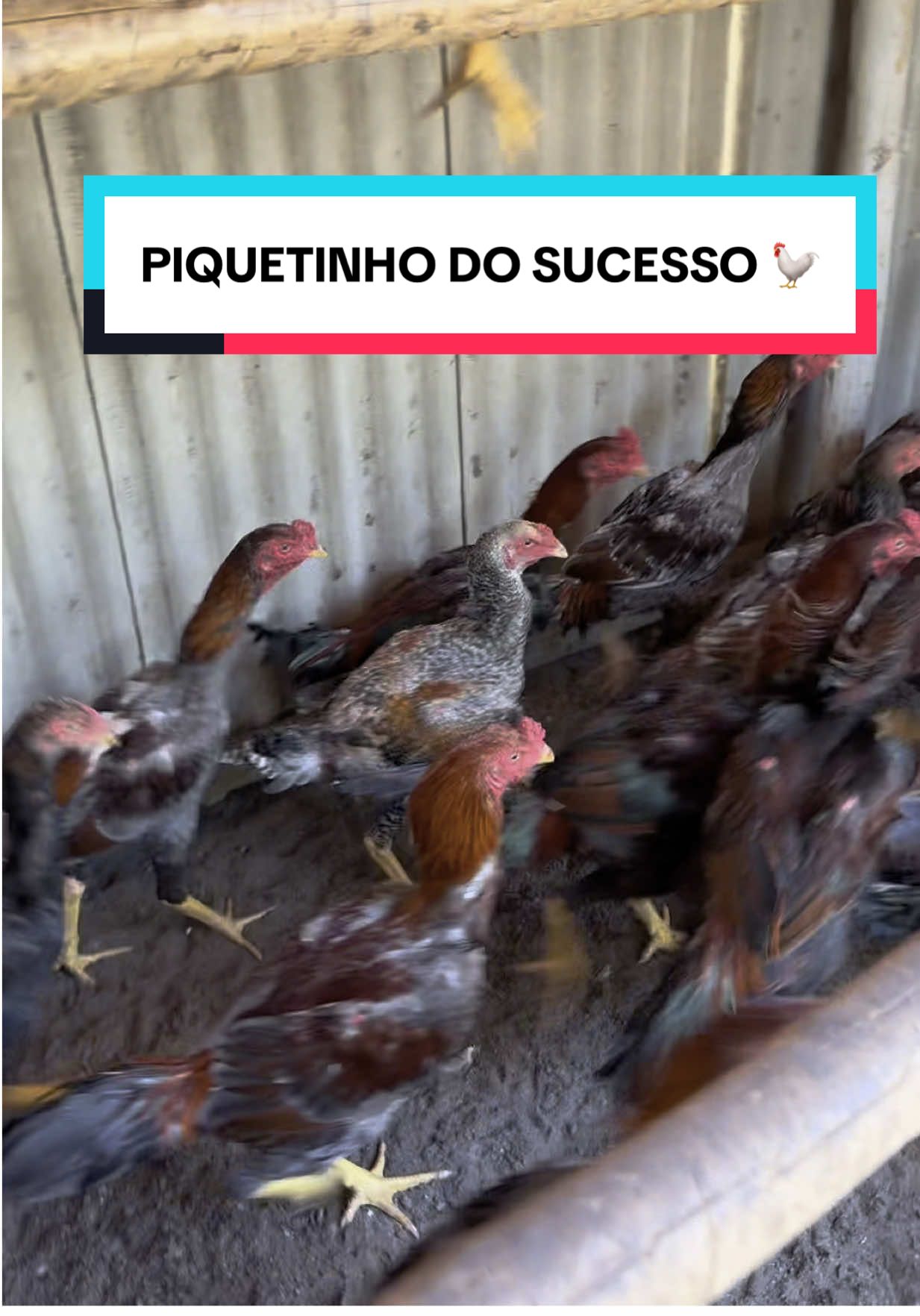 Piquetinho do sucesso 😍🐓❤️🐣