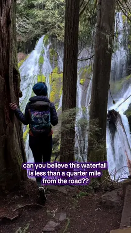 This might be the easiest waterfall hike in Washington! 🌲💦 Panther Creek Falls is only 0.16 miles from the road with 100 feet of elevation gain and a beautiful viewing platform. ➡️ Pro tip: There’s no good signage for this hiker-only trail, so save directions before you lose service. ‼️ This area is under restoration so please do your part and simply stay behind the fence 🙏 📍 Southwest Washington - Columbia River Gorge #waterfallchasing #columbiarivergorge #washingtonhikes #easyhike #waterfallhunting #panthercreekfalls 