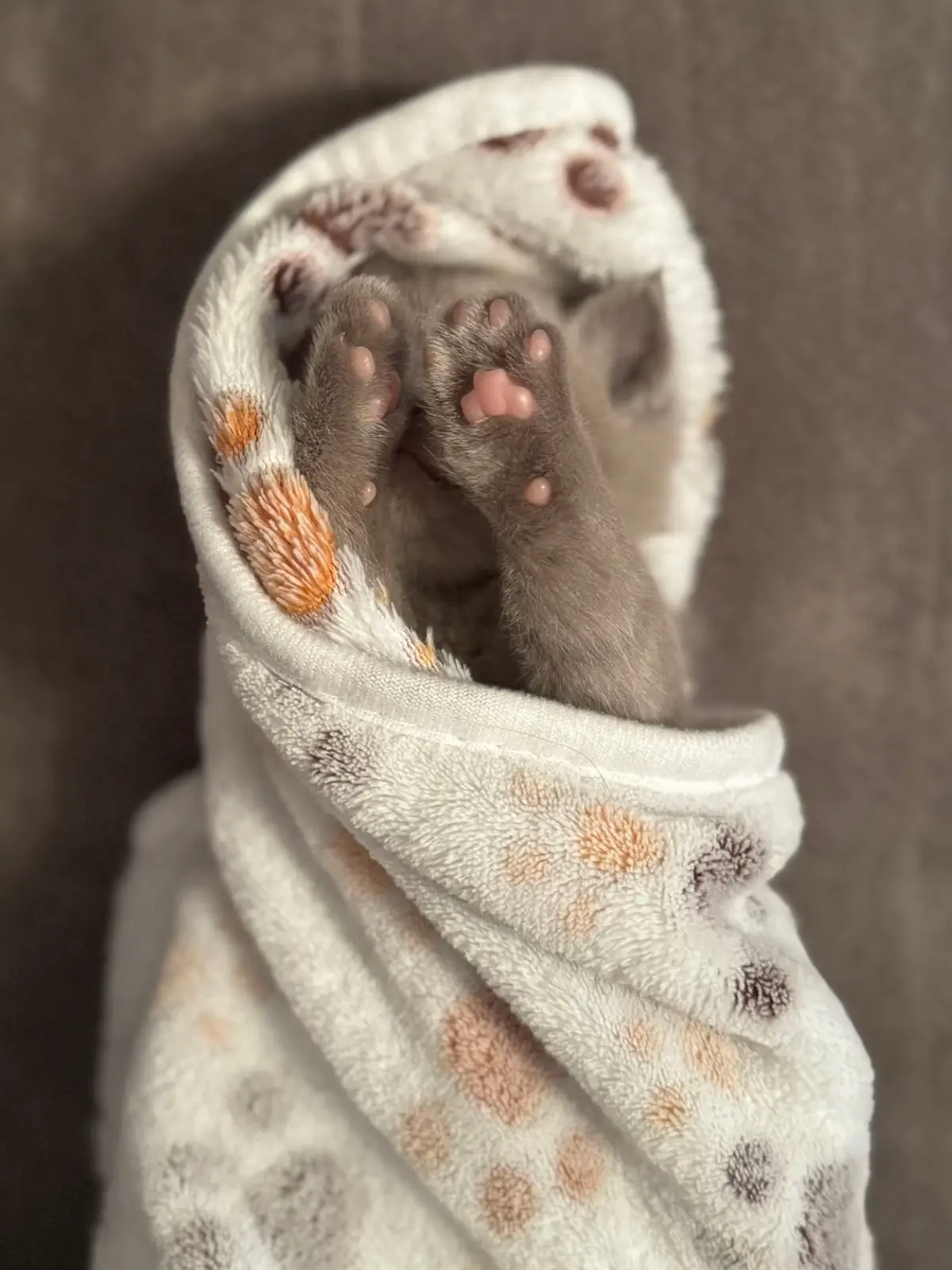 #bkh #kitten
