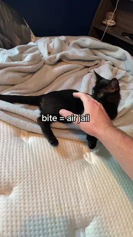 #kitty #cat #kittycat #catsoftiktok 