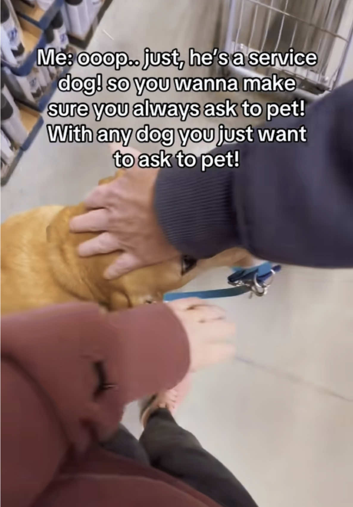 Please remember how important it is to always ask to pet ANY dog! You never know if a dog is in training, is working, is fearful or aggressive etc. you ALWAYS want to ask to pet before just doing so 🫶🏼 Enjoy this compilation of strangers petting my dogs without asking. ##servicedog##dog##DogTraining##dogs##disabled##fyp##foryou