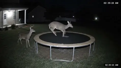 Caught this on my camera 😭 (song: ilyTOMMY - pretty ho3) #ilytommy #underground #animals #fypdongggggggg #fyppppppppppppppppppppppp #explorepage✨ #xyzcba #undergroundmusic #deer #xyzbca #rap #tiktok 