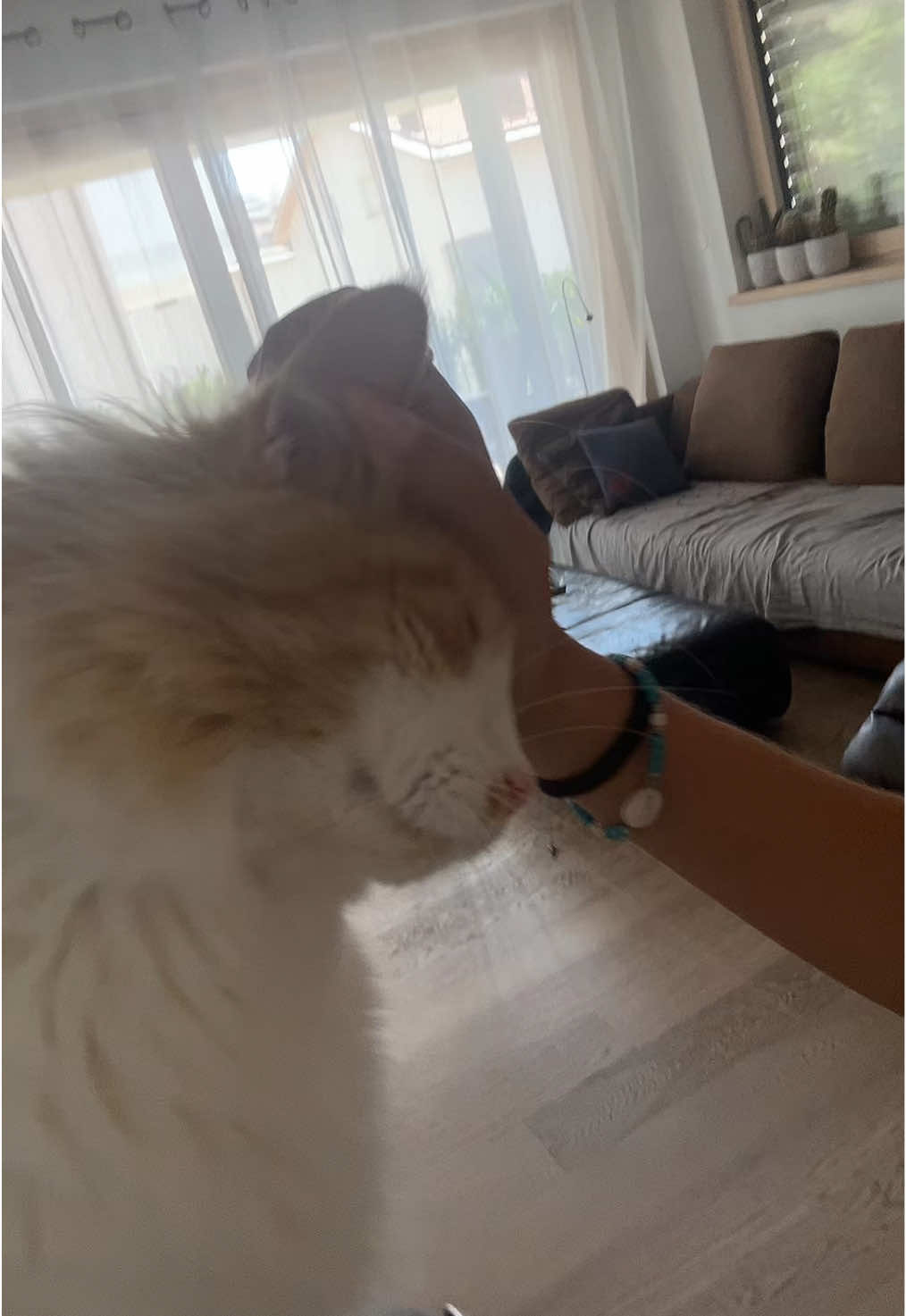 Leoo #fyy #cat #fitcheck #italy 