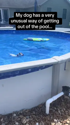 The gentle steps out of the pool 🥹🐾 #RoadTo19M #Pubity #dogs  (Melissa K. Sims via ViralHog)