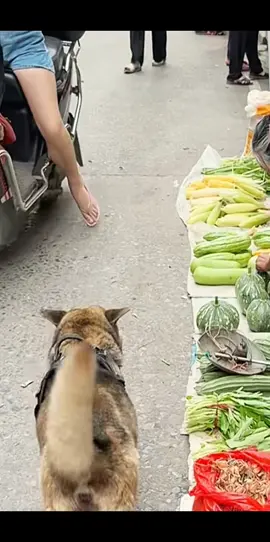Duo Duo glanced left and right, her greedy mentality made the viewers laugh🤭. #cutedog 