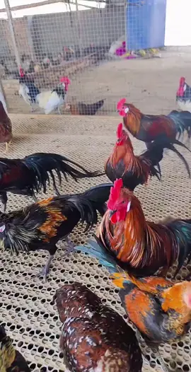 new stock#hen #birds #eatingbirdfood #chicken #usa