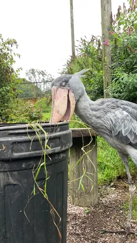 Abou the Shoebill “helping” me garden her enclosure 🪶 #Shoebill #birdsoftiktok🦜 #Exmoorzoo #notastork 