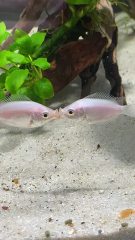 Küssender Gurami ✅✅✅#loveanimals #gurami #bestfish #animalattacks #fishtank 