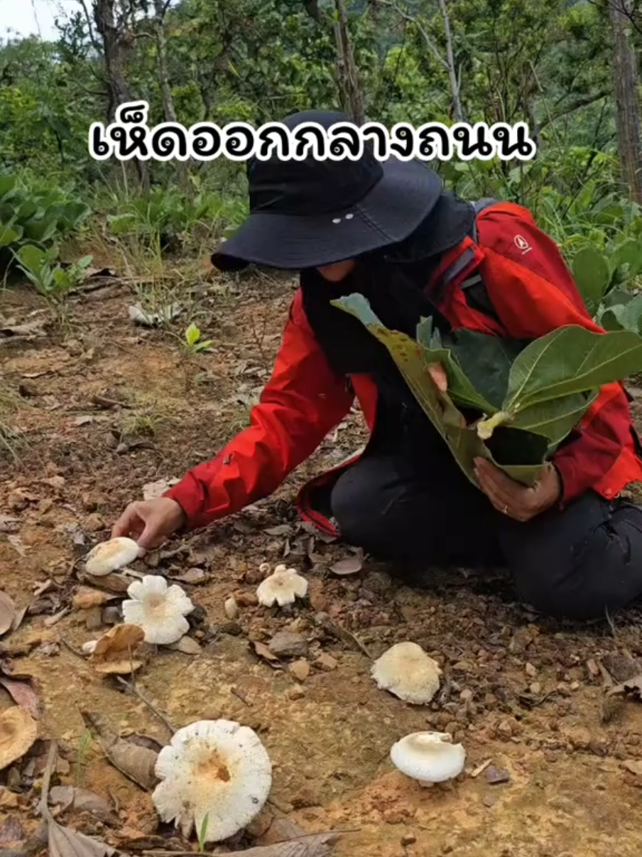 เห็ดออกกลางถนน 😊 #เห็ด #เก็บเห็ด #เที่ยวป่า #เคลียร์โนส #clearnose #แอ๊วมาแล้วค่ะ😁 #เทรนวันนี้ #เห็ดไค 