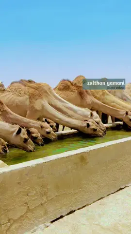 CeeLki Degmada Yubbe🐪🌧️🔥#suldaanyamani #somalitiktok12 #foryoupage #yubbezanaagmaakhir🖐 #fyp #1m 