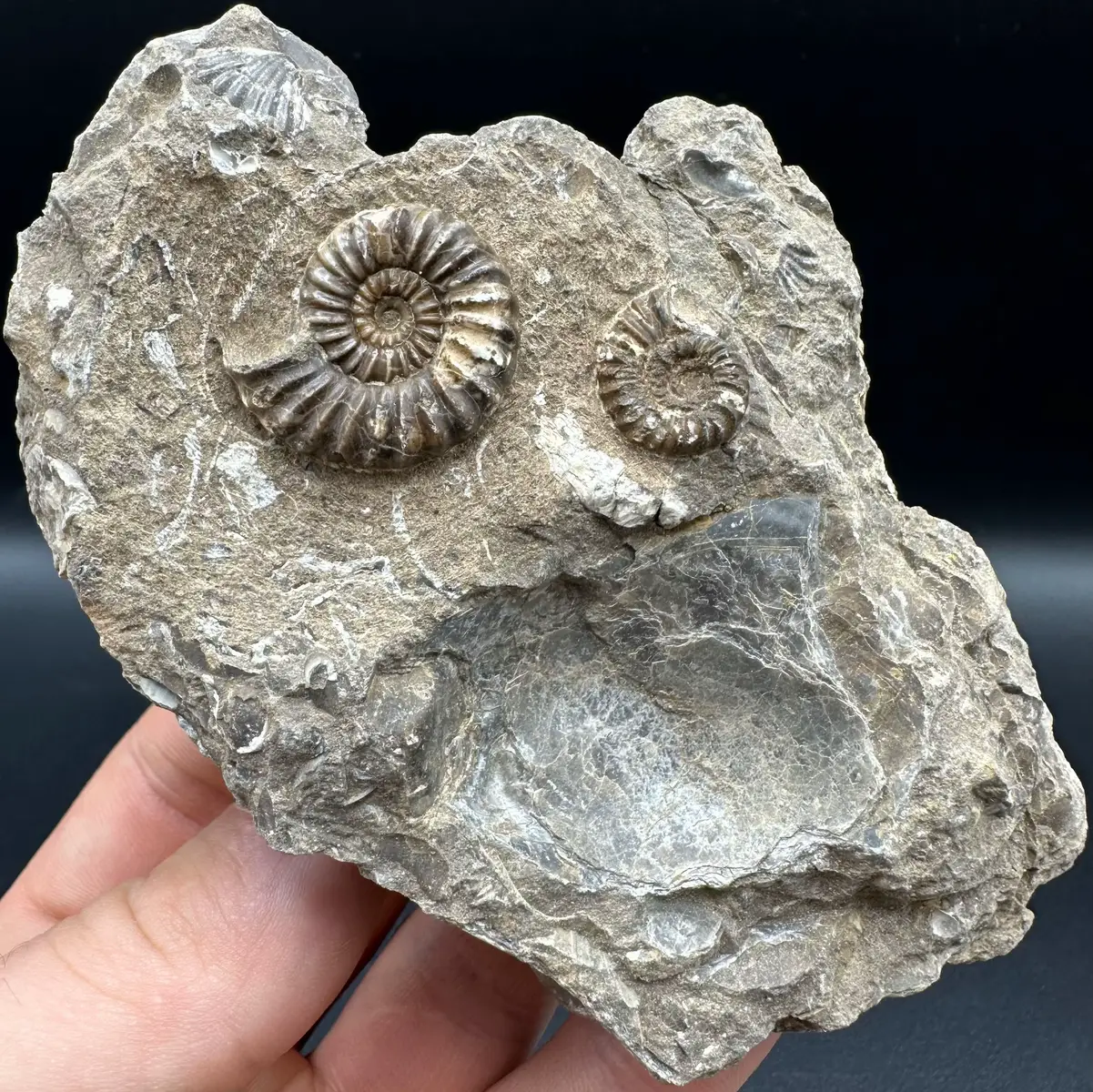 Here’s an outstanding example of an Androgynoceras capricornus Ammonite fossil that has been found and prepared by the Yorkshire Fossils Team, it’s roughly 190 Million years old! 😍🦕 The intricate details are truly something to behold! 🔬🏝 Thanks for supporting our page! 🐊 #natural #nature #fossil #fossils #ancient #animals #art #ammonite #ammonites #dinosaur #scientist  #minerals #paleontology #whitby #geologist #dorset #geology #charmouth #jurassic #yorkshire