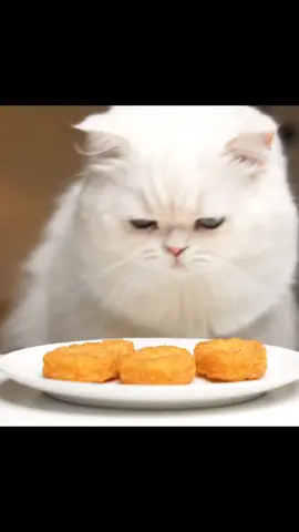 #CatEatsNuggets #FancyFelineFeast #ASMRNuggetBites #PetMemeRoyalty #MinimalistCatTok #TikTokFineDining  #moodflipup 