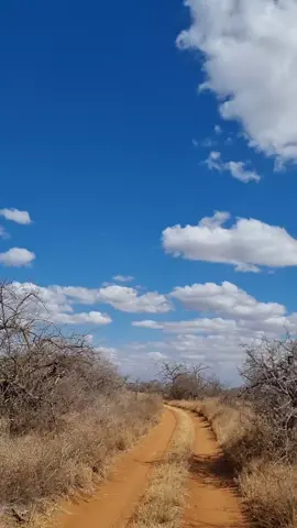 Acacia trees of #KajiadoCountry 😍  #acaciatrees 