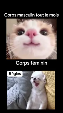 🌙 Le corps féminin ne fonctionne pas comme une horloge de 24 heures. Et ça, ça change tout. 😵‍💫 🕛 Chez les hommes : les hormones suivent un cycle quotidien stable. 📆 Chez les femmes : le corps évolue selon un cycle de 28 jours rythmé par quatre grandes phases : ➡️ Règles – le corps élimine, le niveau d’énergie est souvent plus bas. ➡️ Ovulation – le pic d’énergie et de confiance, moment idéal pour performer. ➡️ Phase lutéale – le corps se prépare, les besoins changent. ➡️ SPM – sensibilité accrue, besoin de ralentir, de récupérer, de s’écouter. 🎯 Ce n’est pas aléatoire, c’est ton rythme hormonal. 🌀 Et il mérite qu’on l’écoute, qu’on le respecte — surtout dans l'entraînement et la nutrition. 💜 Chez OPEX Montréal, on t’aide à travailler AVEC ton cycle, et non contre lui. 💪 Programme d'entraînement individualisé, 🥗 Nutrition personnalisé, 🤝 Coaching tout au long du processus. 📍 Viens nous voir au 511 Place d’Armes, SS1 (à 2 min du métro) 📩 Prête à bouger selon TON rythme ? Écris-nous dès maintenant. #CycleFéminin #SantéHormonale #OPEXMontreal #EntraînementPrivé #NutritionIndividualisée #FitnessFéminin #SPM #PhaseLutéale #Ovulation #BougerAvecTonCycle #SantéDesFemmes #CoachMontreal #ProfiteDuChemin #RespecteTonCorps #femmesactives 