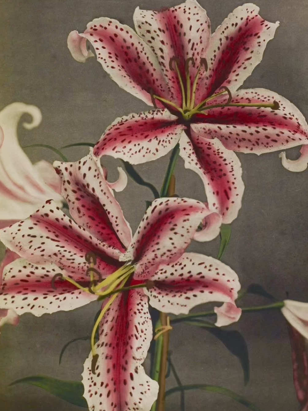 the prettiest flower #lily #moodboard #aesthetic #pinterest #fyp 