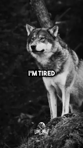 I’m not okay.. #lonewolf #quotes #lifelessons   #motivationalclip #motivationdaily   #quotefortoday #motivationtok   #lionmindset #inspiration   #fypシ #foryoupage #fypシviral   #usa #unitedstates #unfreezemyacount @thequotecircle @TikTok @Khabane lame 