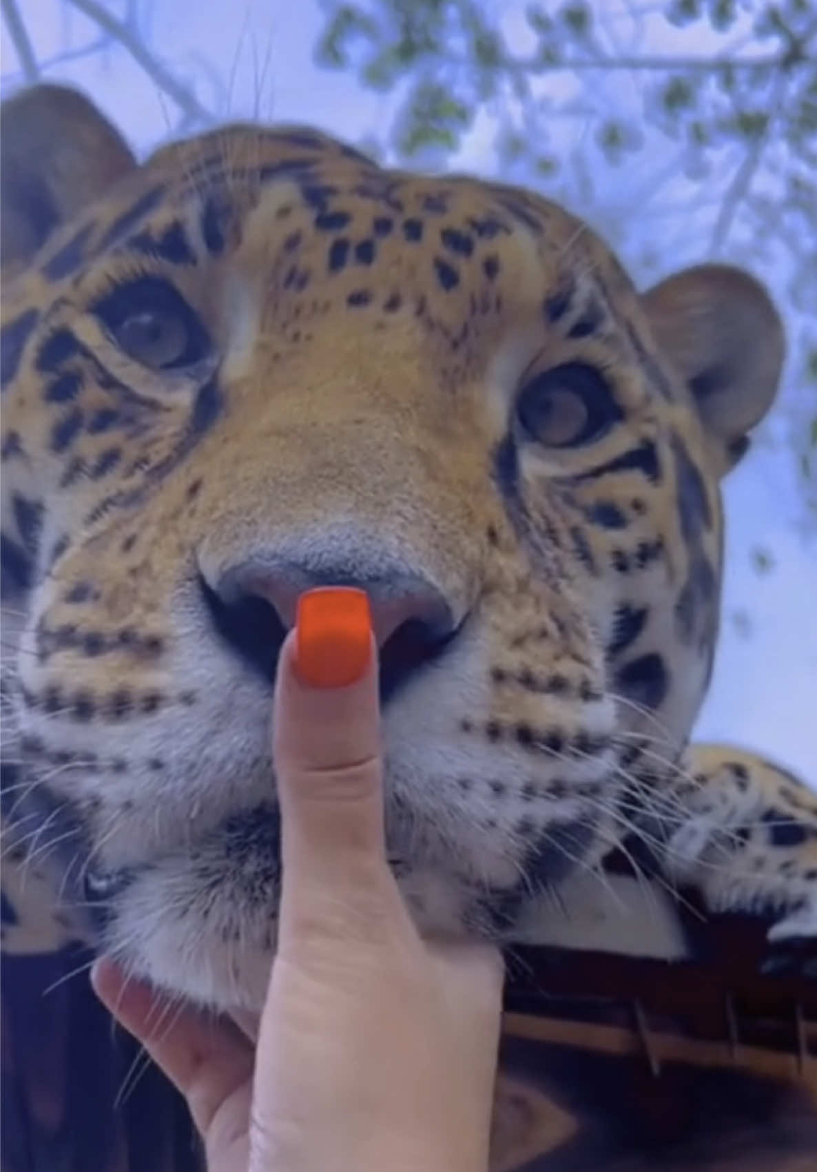 BOOP